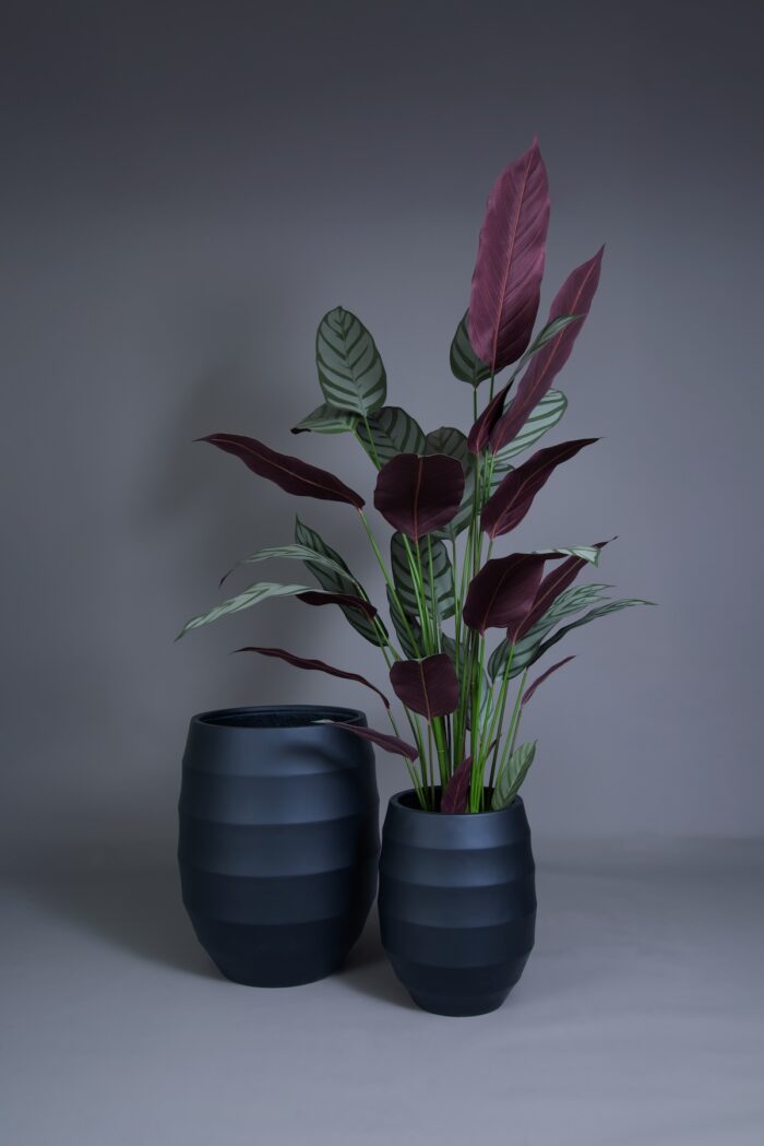 วีนัส - Image 4