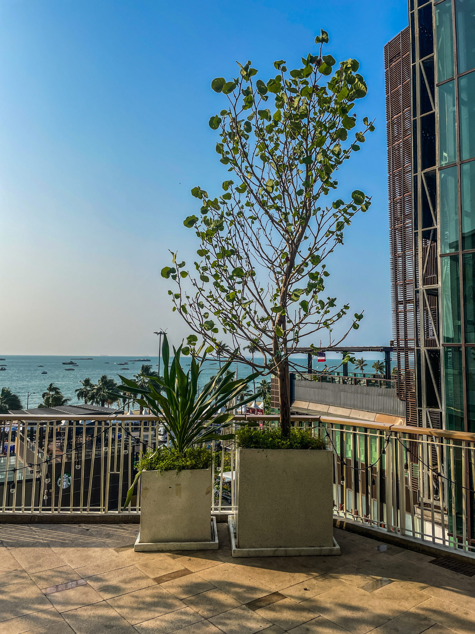 กระถางปูนซีเมนต์ Cental Pattaya