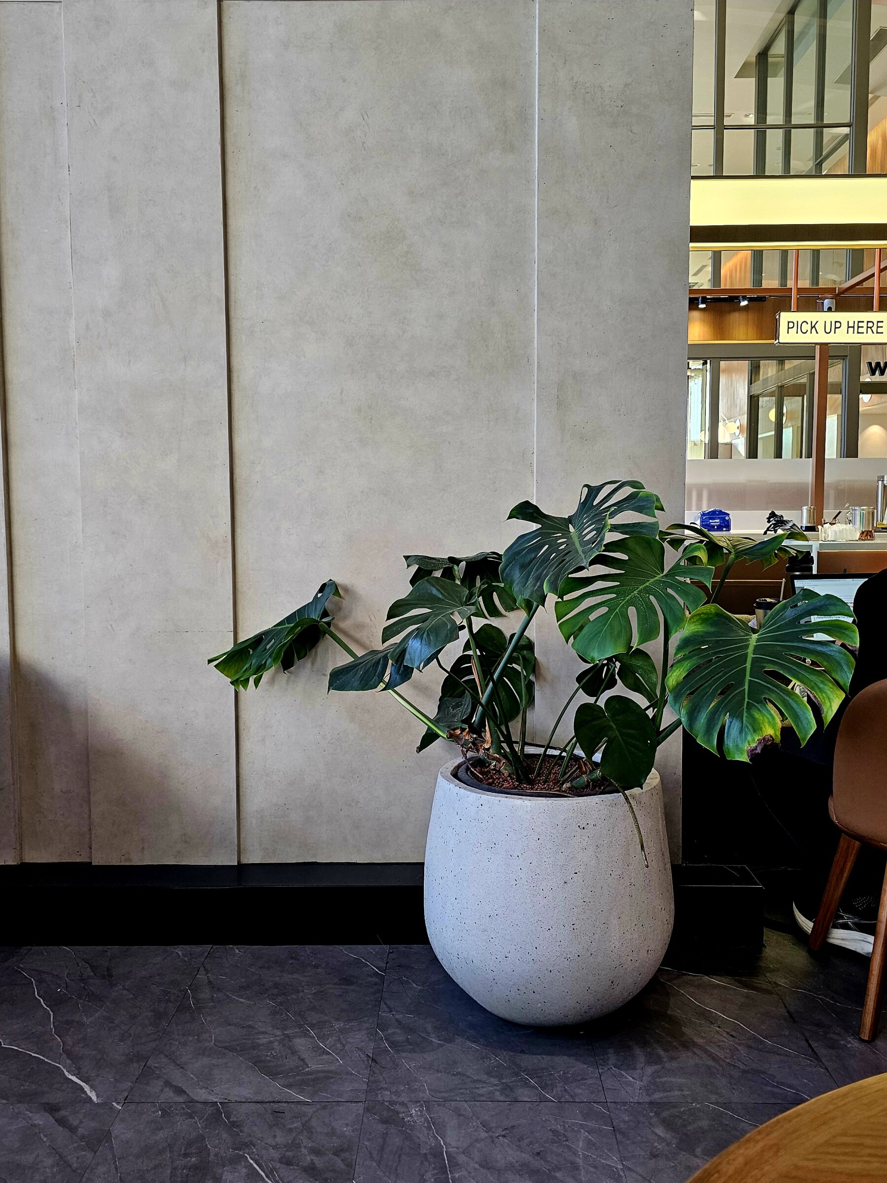 กระถางคอนกรีตหินขัด Palm white terrazzo black stone ตกแต่งร้าน Starbucks สาขา CentralWorld Offices