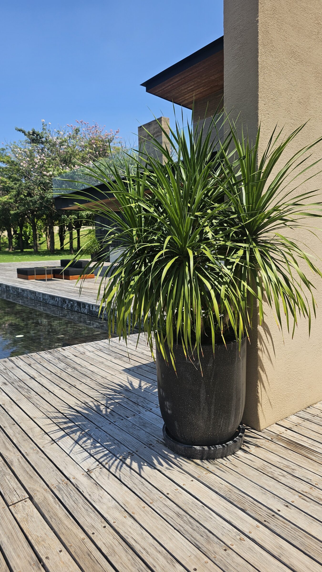 Din Cafe' เลือกใช้กระถาง I-POT : Capsule black granito - Fiberclay pots
