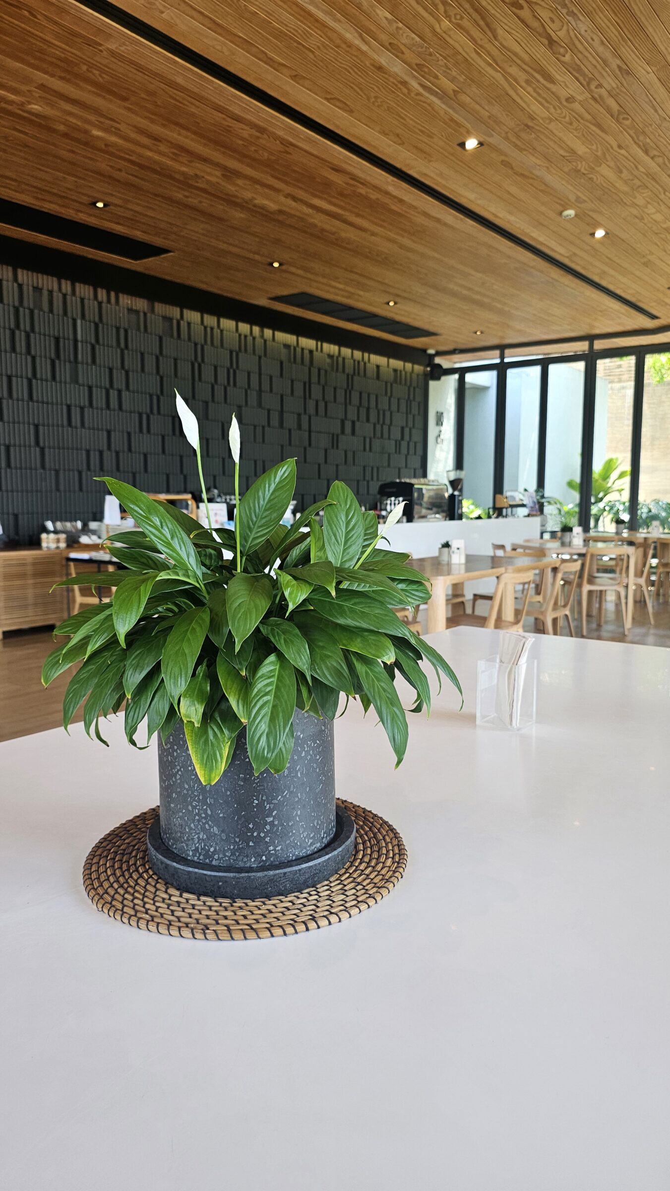 Din Cafe' เลือกใช้กระถาง I-POT : Capsule black granito - Fiberclay pots
